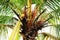 Coconut tree cocos nucifera