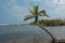 Coconut tree Cocos nucifera is growing over the water on a caribbean beach  - a pure paradise - near Palomino