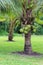 Coconut Tree, Dwarf variety in plantation