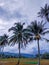 Coconut tree on the edge of rice fields