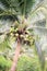 a coconut tree fruits