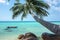 Coconut tree hanging over the beach