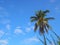 Coconut tree has sky and clouds as a beautiful background