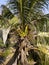 Coconut tree having bunch of coconut and branches