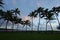 Coconut tree in Hawaii