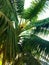 Coconut tree, Hurricane tropical storm coconut palm tree leaves.