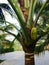 Coconut tree, Hurricane tropical storm coconut palm tree leaves.