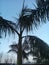 coconut tree india