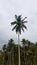 coconut tree in Indonesia, tropical tree