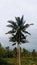 coconut tree in Indonesia, tropical tree