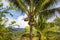 Coconut Tree at the island of Langkawi. Coconut palm on blue sky. Palm tee with ripe coconuts. Exotic and wild scenery with palm