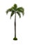 Coconut tree isolated on white background