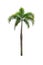 Coconut tree isolated on white background