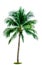 Coconut tree isolated on white background with copy space. Used for advertising decorative architecture. Summer and beach