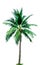 Coconut tree isolated on white background with copy space. Used for advertising decorative architecture. Summer and beach concept.