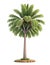 Coconut tree isolated white background it's designer best choice 1