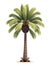 Coconut tree isolated white background it's designer best choice