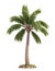 Coconut tree isolated white background it's designer choice