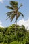 Coconut tree - Le Marin - Martinique