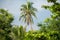 Coconut tree in the lush thickets of Bang Krachao Bang Kachao known as the Green Lung of Bangkok