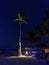 The coconut tree at night