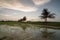 Coconut tree paddy field in evening.