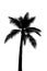 Coconut tree or palm tree silhouette