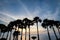 Coconut tree, palm tree, silhouettes at sunset in tropical resort island over ocean, Phuket, Thailand.