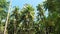 Coconut tree plantation