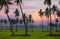 Coconut tree plantation in the middle of paddy fields in Andhra Pradesh state, India