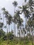Coconut tree plantation on Mindoro, Philippines