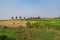 Coconut tree plantation nearer to paddy field looking awesome at sunny day.