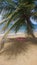 Coconut Tree Playa Corcega Stella , Puerto Rico Sunset