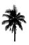 Coconut tree silhouettes beautiful isolated on white background