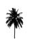 Coconut tree silhouettes beautiful on white background