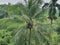 Coconut tree with some coconut hangin on it with green plants background