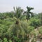 Coconut tree with some coconut hangin on it with green plants background