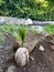 Coconut Tree Sprouting by Iao Valley River