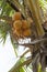 Coconut tree in Sri Lanka asia.