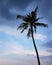 Coconut tree standing against sunset sky