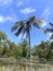 coconut tree struck by lightning