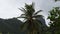 Coconut Tree Swaying In Wind With Gray Clouds