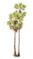 Coconut tree twin duo side of side white isolated