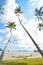 Coconut tree under blue sky with hammock