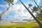 Coconut tree under blue sky with hammock