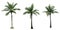 Coconut tree used for advertising decorative architecture. Summer and beach concept