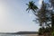 Coconut tree at Velneshwar beach in Maharashtra state of India