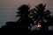 Coconut trees against the setting sun in the tropics