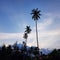 Coconut trees against sunset sky