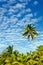 Coconut Trees in Aitutaki Lagoon Cook Islands